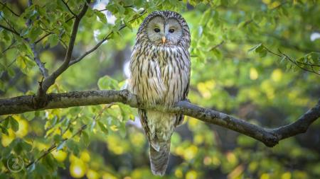 06 foto ZoranVidrih (2)